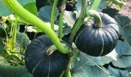 最新吃瓜网红事件,最新吃瓜事件揭秘！